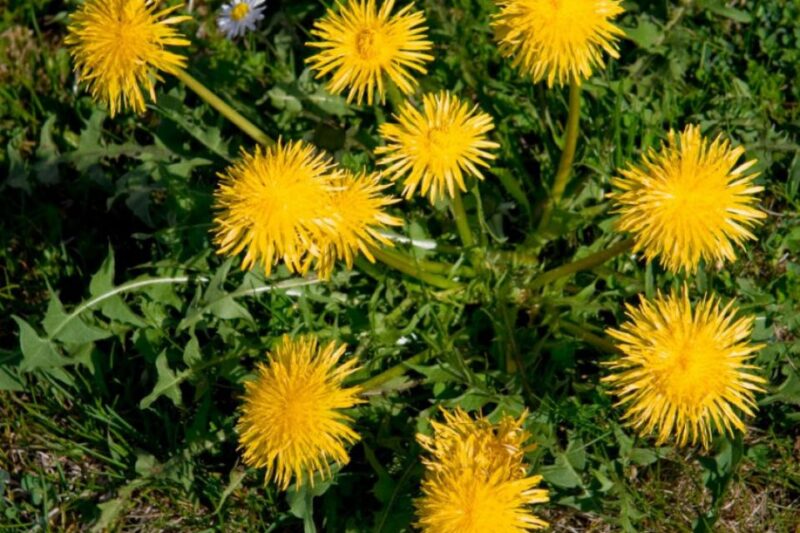 Health Benefits of Dandelions