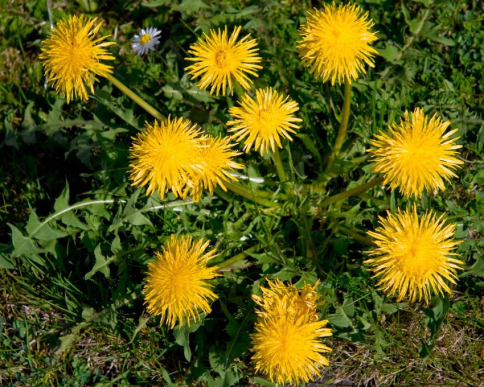 Health Benefits of Dandelions